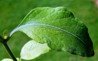  Leaf-Adaxial view